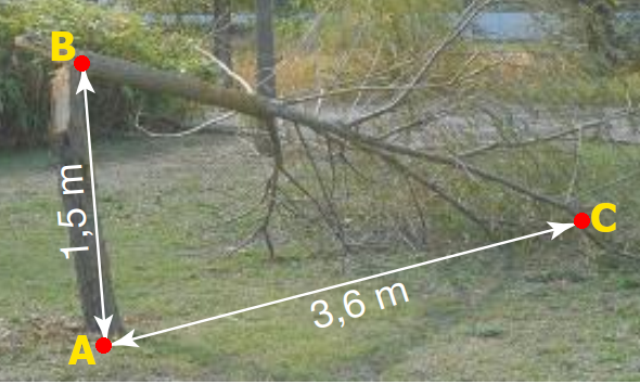 triangle rectangle pythagore théorème de Pythagore arbre